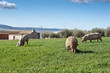 Three pigs grazing in a field