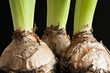 Detail of bulbs and leaves of hyacinths