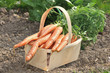 carottes potagères