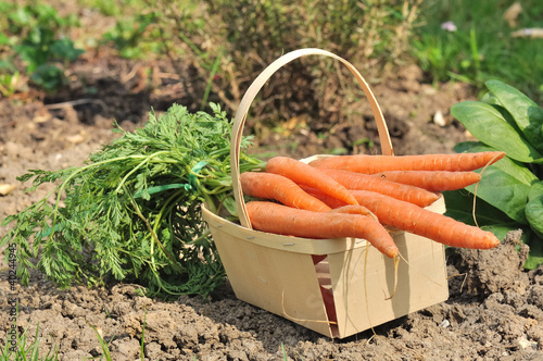 Foto: carottes potagères carottes potagères