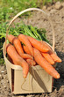 carottes potagères
