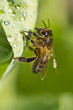 honey bee