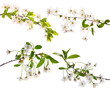 four isolated cherry floral branches four isolated cherry floral branches
