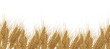 wheat ears group on white
