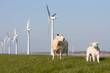 Photo: Windmill and sheep in the Netherlands Windmill and sheep in the Netherlands