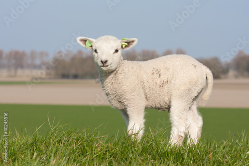 Photo: Cute lamb in spring, The Netherlands Cute lamb in spring, The Netherlands
