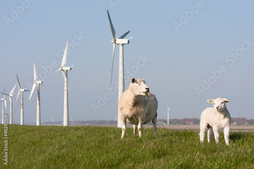 Photo: Windmill and sheep in the Netherlands Windmill and sheep in the Netherlands