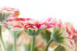 Gerbera Flowers