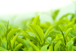 Tea leaves