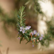 Rosemary flower