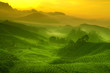 Tea plantation