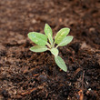 Sage, young shoot