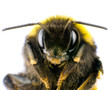 Ultra Macro of Bumblebee Head with Antennas