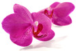 photo of flowers