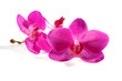 fresh orchid flowers