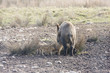 Youngs piglets suckling at mum