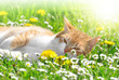 Photo en ligne au meilleur prix young cat in the grass