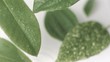 Water drop falling in super slow motion on leaf