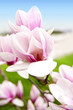 magnolien