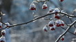 Frosty winter day in the park.