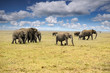 elephants