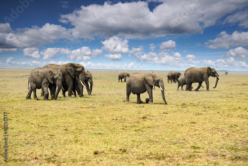 Foto: elephants elephants