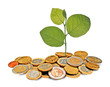 Sapling in coins Sapling in coins