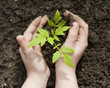 Photo: children's hands and little plant children's hands and little plant
