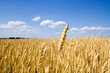 Golden wheat field