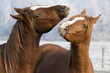 horses play