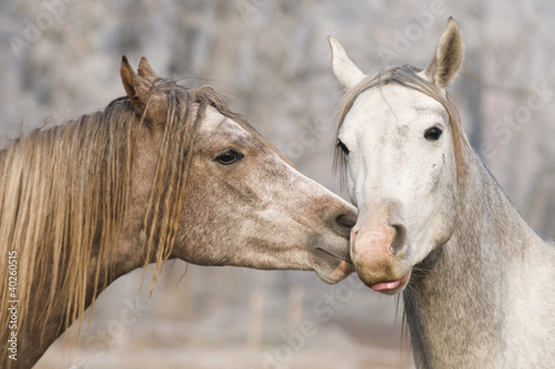 Photo: kiss horses kiss horses
