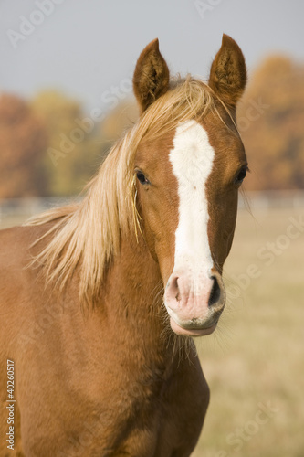 Photo: Colt Colt