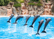 Dolphins Dolphins