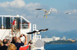 People feed seagulls
