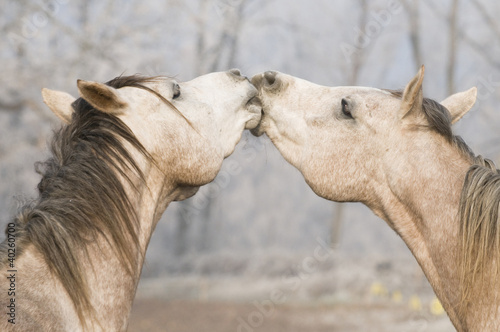 Photo: horse kiss horse kiss