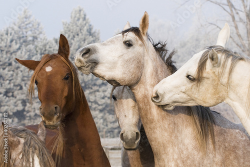 Photo: arabian horses arabian horses