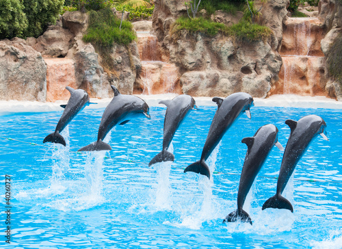 Photo: Dolphins Dolphins