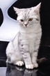 silver tabby Scottish cat against white and black background