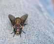 fliege