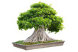 Bonsai tree in a pot isolated on white background