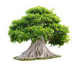 Big tree isolated on white background