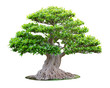 Big bonsai tree isolated on white background