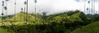 Wax palms near Salento in Colombia