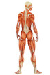 muscle woman back view