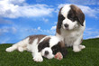 Adorable Saint Bernard Pups