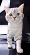 kitten  cat walking towards against black and white background