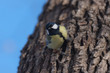 titmouse on a pine trunk