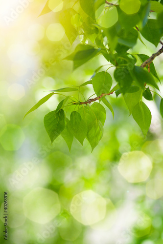 Photo: Green leaves background Green leaves background