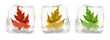 Three maple leafs in the ice cube Three maple leafs in the ice cube