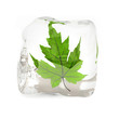 Green maple leaf in the ice cube Green maple leaf in the ice cube